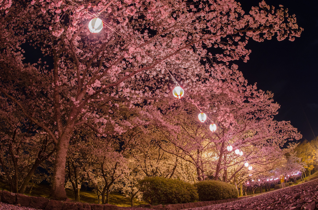 散歩道