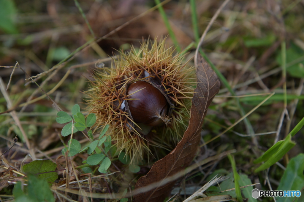 Chestnuts