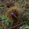 Chestnuts