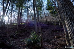 sunlight through the branches #06