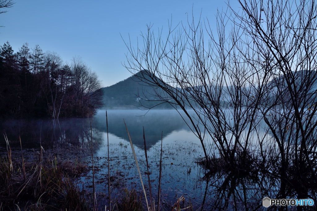 Bare Trees in the Fog #03
