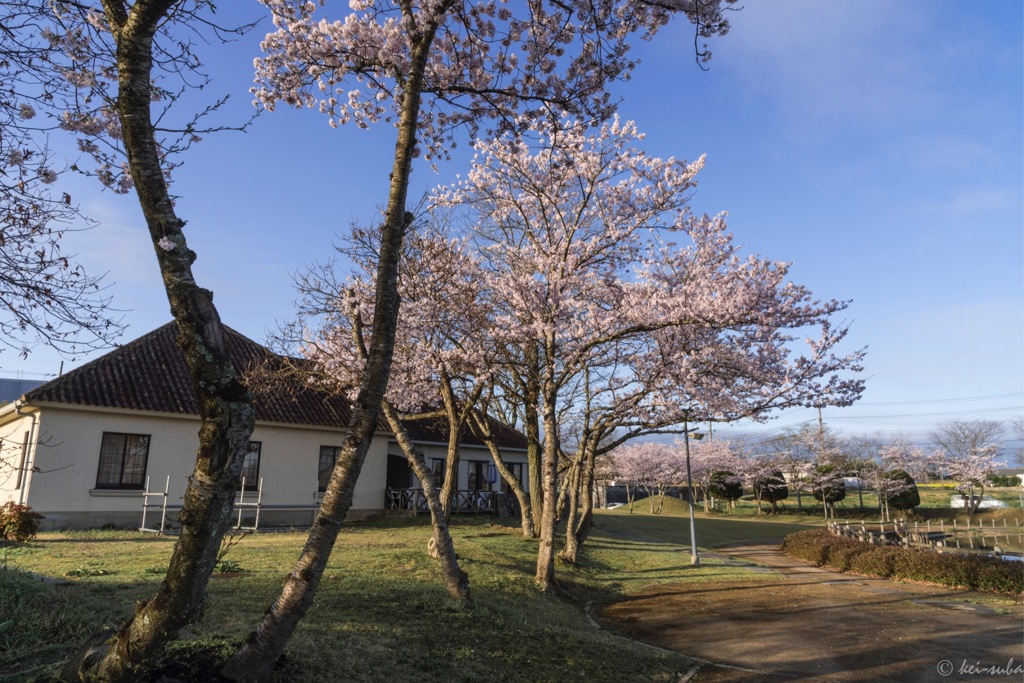 Scene of SAKURA (cherry blossoms) #02