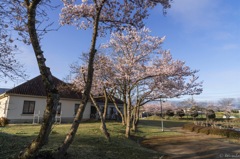 Scene of SAKURA (cherry blossoms) #02