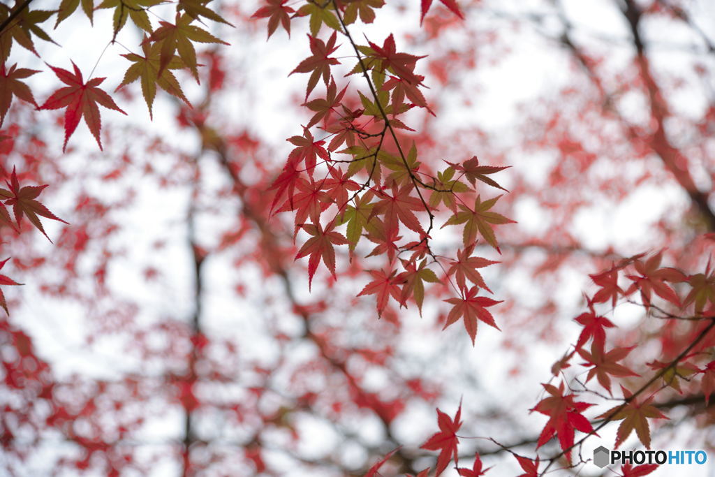 Pattern of Autumn Leaves