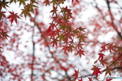 Pattern of Autumn Leaves