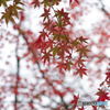 Pattern of Autumn Leaves