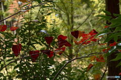 アマヅル（甘蔓、Vitis saccharifera Makino）