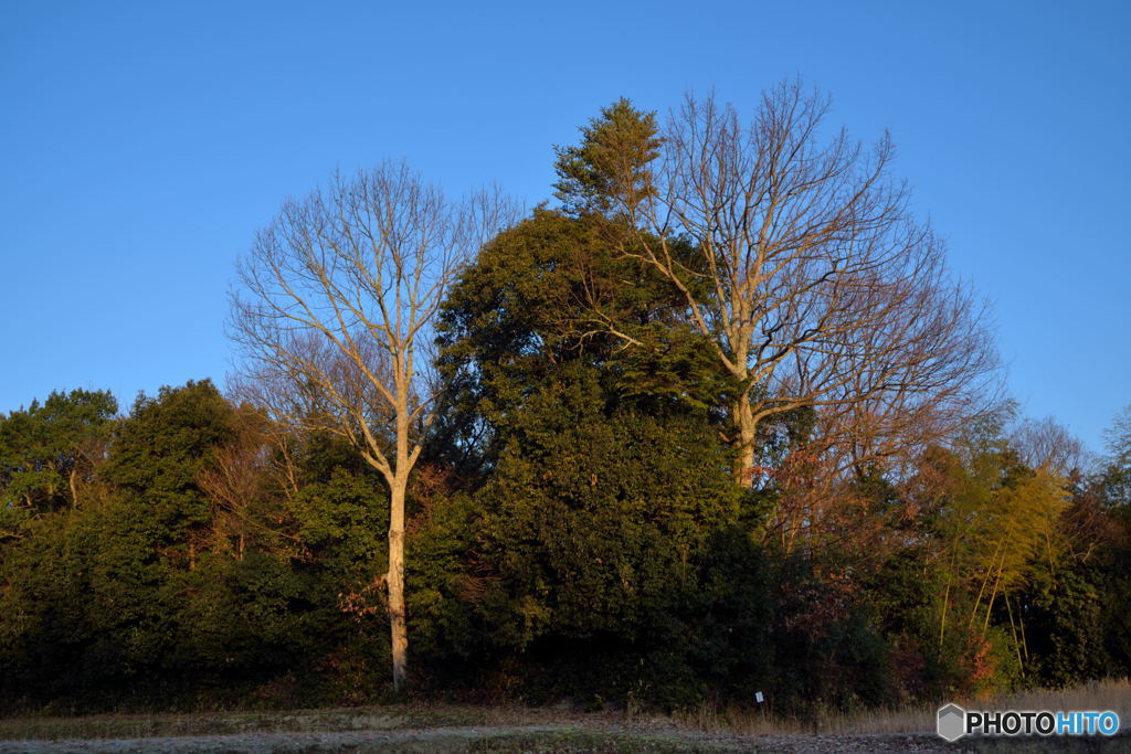 Two Naked Trees