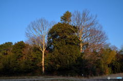 Two Naked Trees