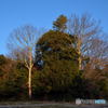 Two Naked Trees