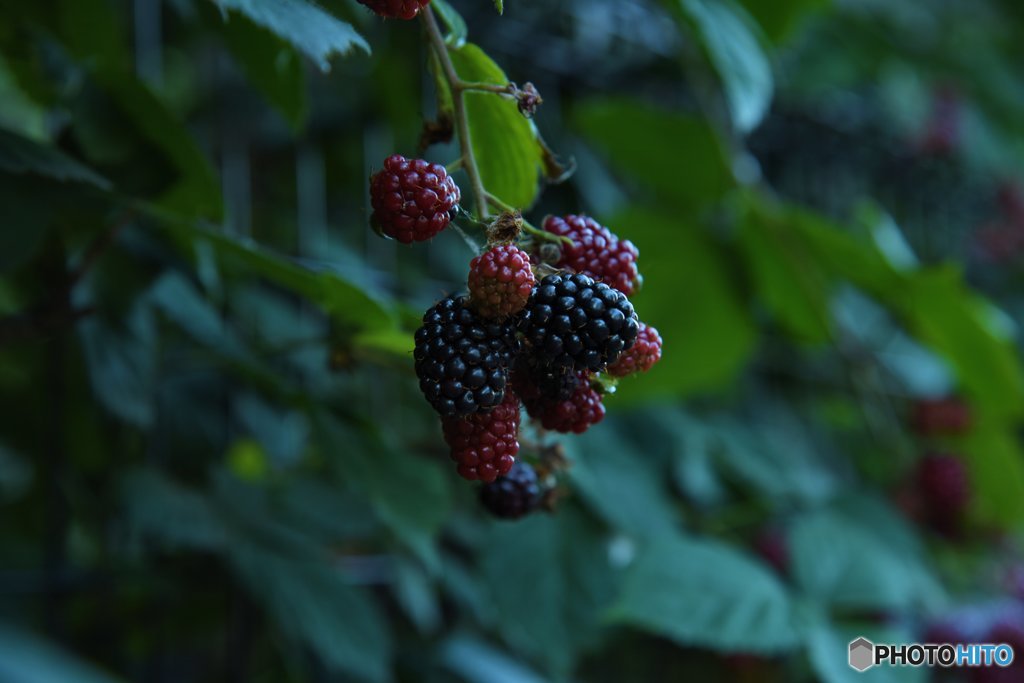 Black Berries