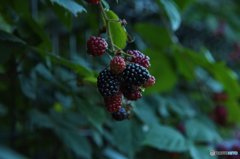 Black Berries