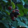 Black Berries