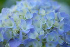 Just Starting the Season of Hydrangea