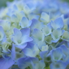 Just Starting the Season of Hydrangea