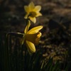 Daffodils in the Sunlight