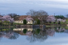 Scene of SAKURA (cherry blossoms) #03