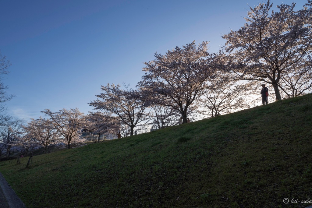 Scene of SAKURA (cherry blossoms) #07