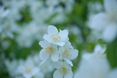 白の香り