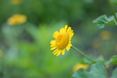 Petit Lion (Chrysanthemum multicaule)