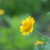 Petit Lion (Chrysanthemum multicaule)