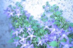 Purple-tinged Stars - Alpen Blue (Campan