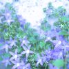 Purple-tinged Stars - Alpen Blue (Campan
