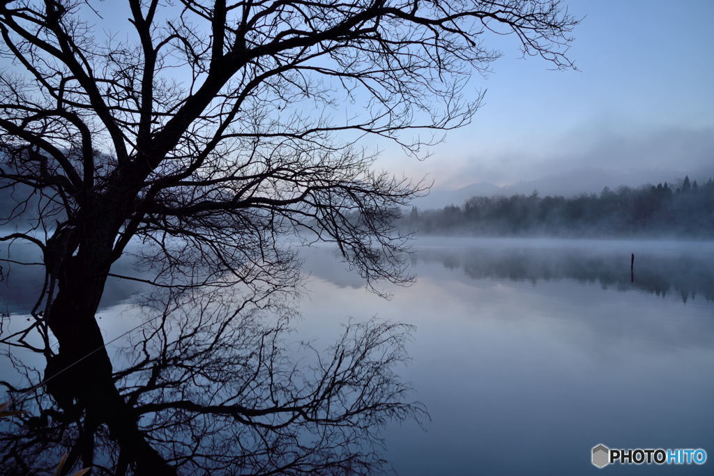 Bare Trees in the Fog #02