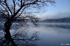 Bare Trees in the Fog #02