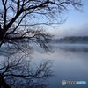 Bare Trees in the Fog #02