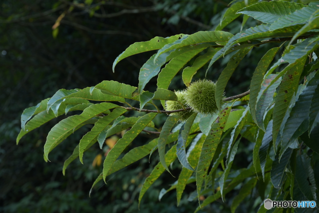 Chestnut Tree
