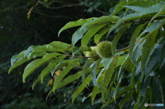 Chestnut Tree