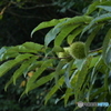 Chestnut Tree