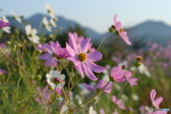 Cosmoses in the Morning Sun Light