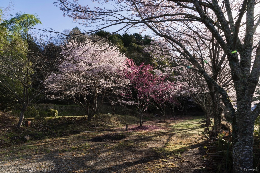 Scene of SAKURA (cherry blossoms) #05