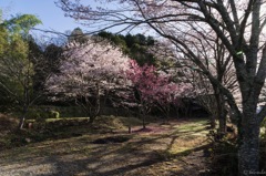 Scene of SAKURA (cherry blossoms) #05