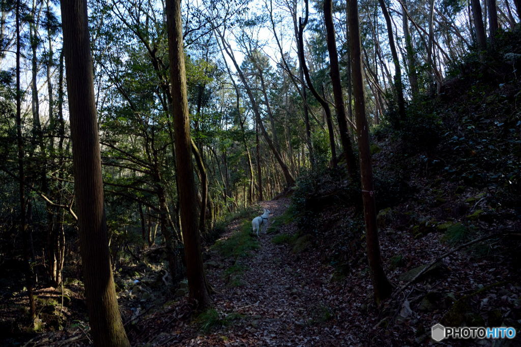 sunlight through the branches #05