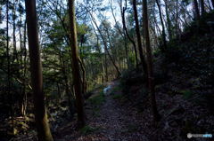 sunlight through the branches #05