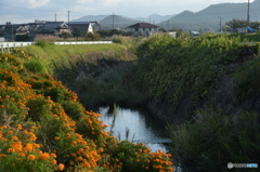 marigolds at the verge of a stream