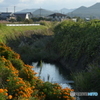 marigolds at the verge of a stream