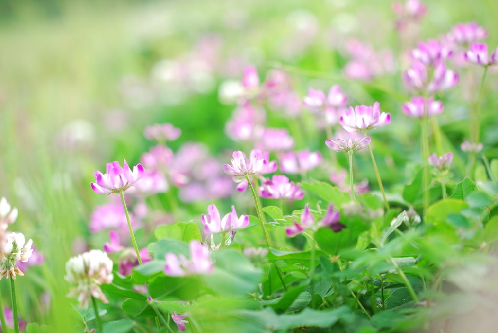 蓮華の花