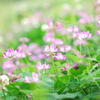 蓮華の花