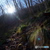 sunlight through the branches #02