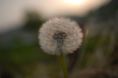 夕陽にきらめく