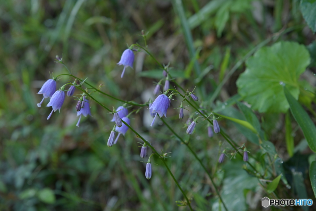 Adenophora Triphylla