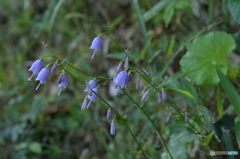 Adenophora Triphylla