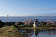 Scene of SAKURA (cherry blossoms) #04