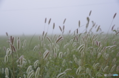 霧の朝 - エノコログサ -