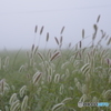 霧の朝 - エノコログサ -