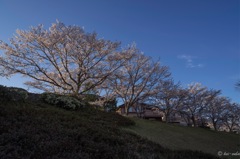 Scene of SAKURA (cherry blossoms) #06